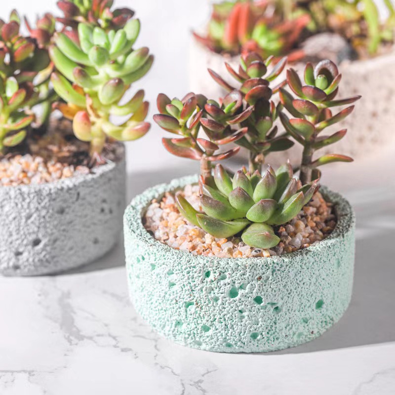 กระถางปูนซีเมนต์แบบนอร์ดิกสำหร - Echeveria Succulent บทวิจารณ์และราคา